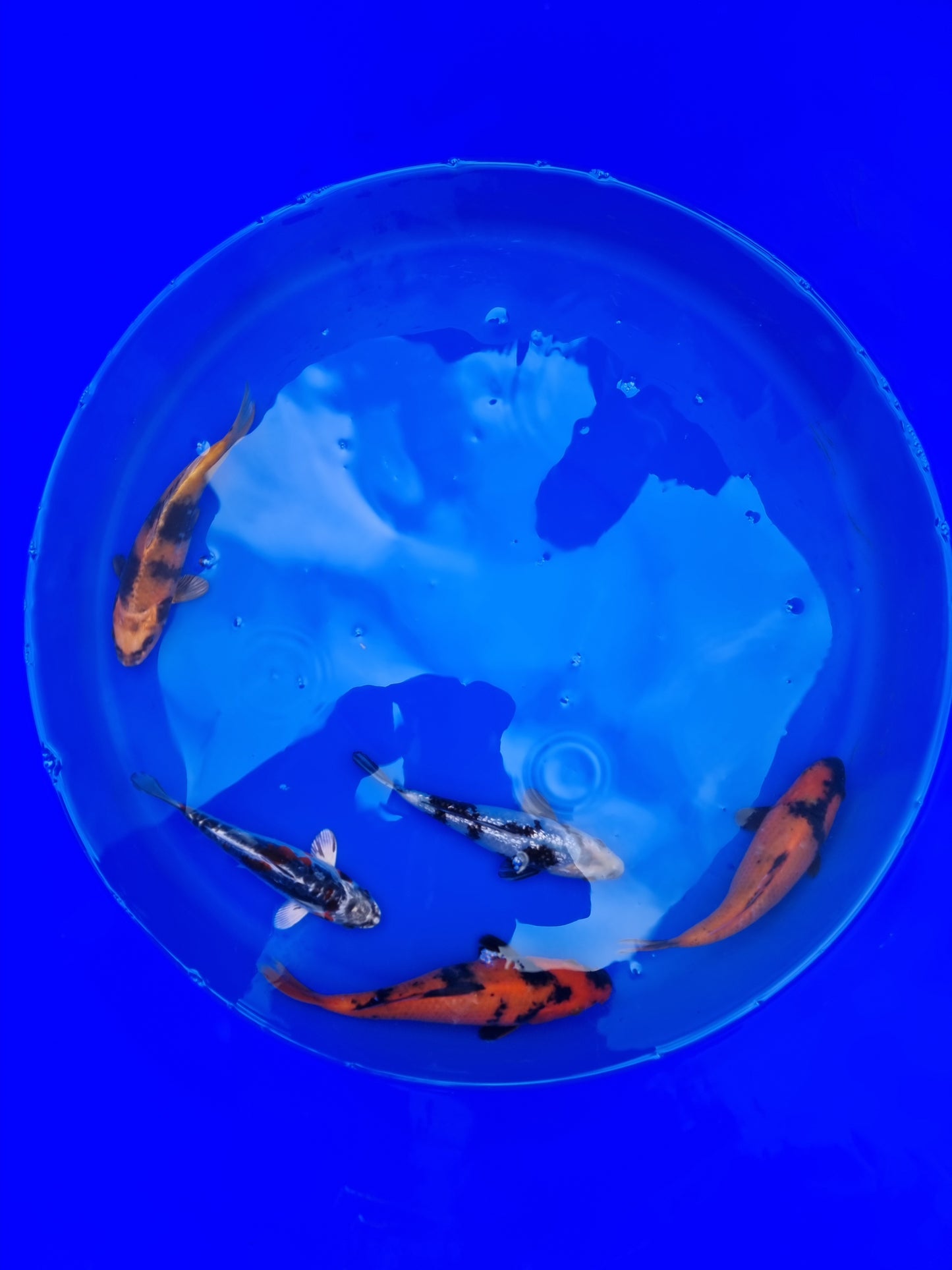 Tosai Mix 16-20cm Preis pro Koi