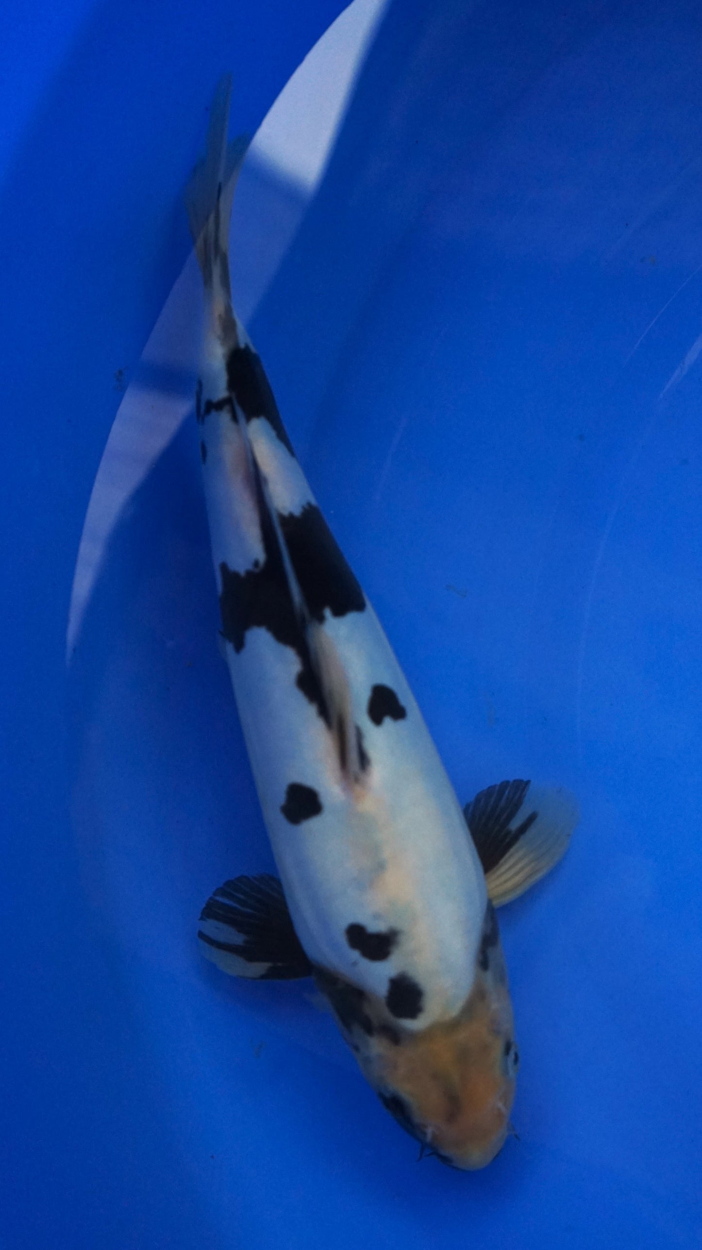 Doitsu Shiro Utsuri 32cm