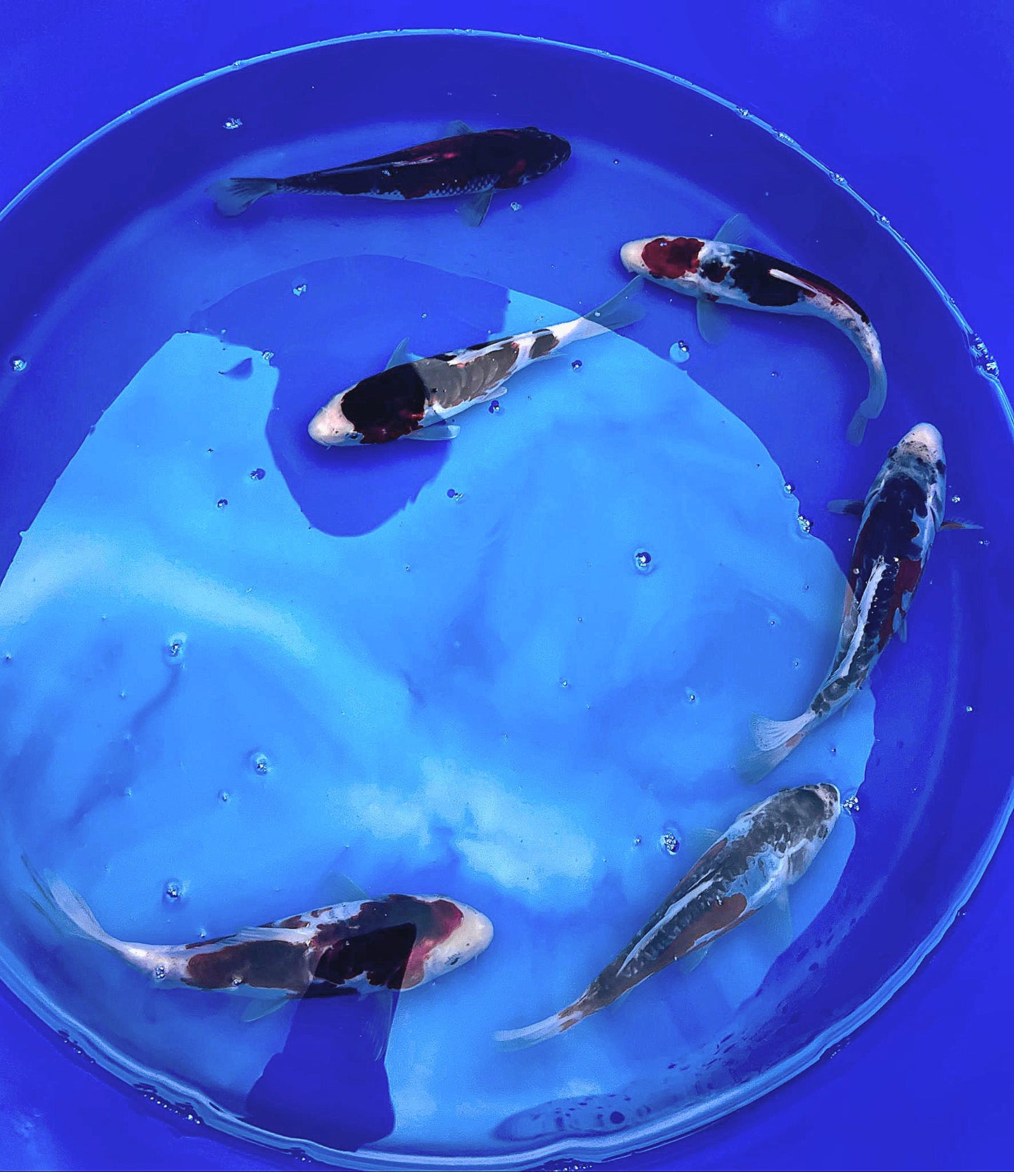 Tosai Mix 16-20cm Preis pro Koi