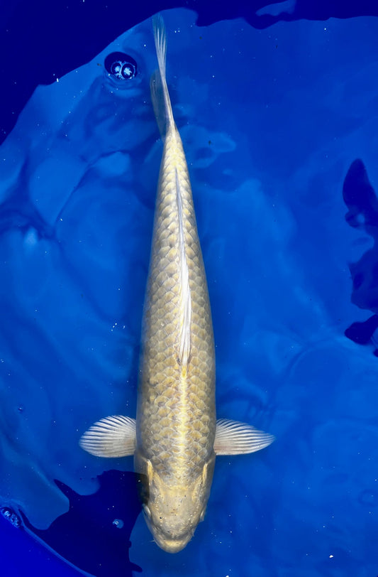 Yamabuki 30-35cm