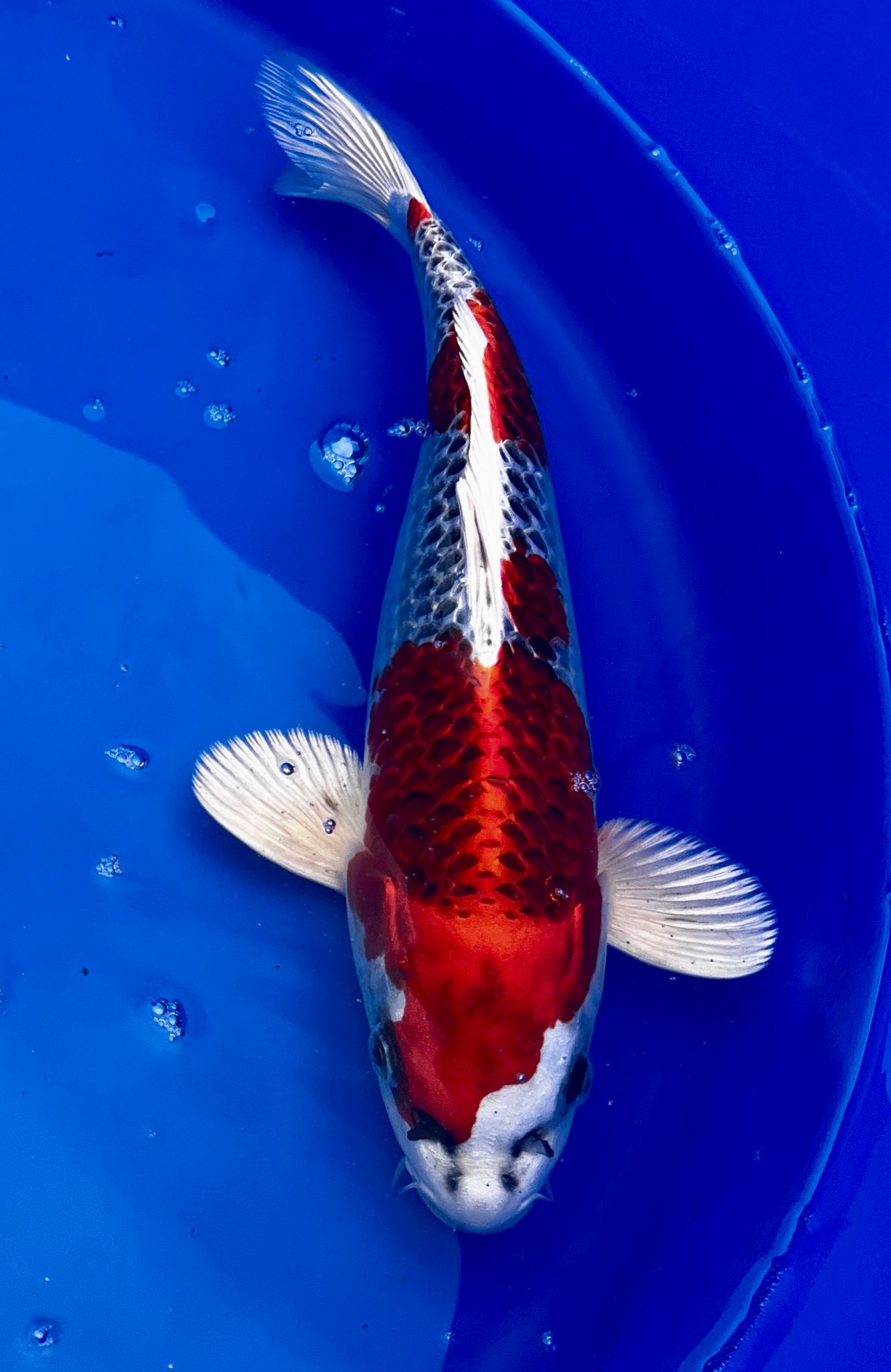 Kujaku 34cm