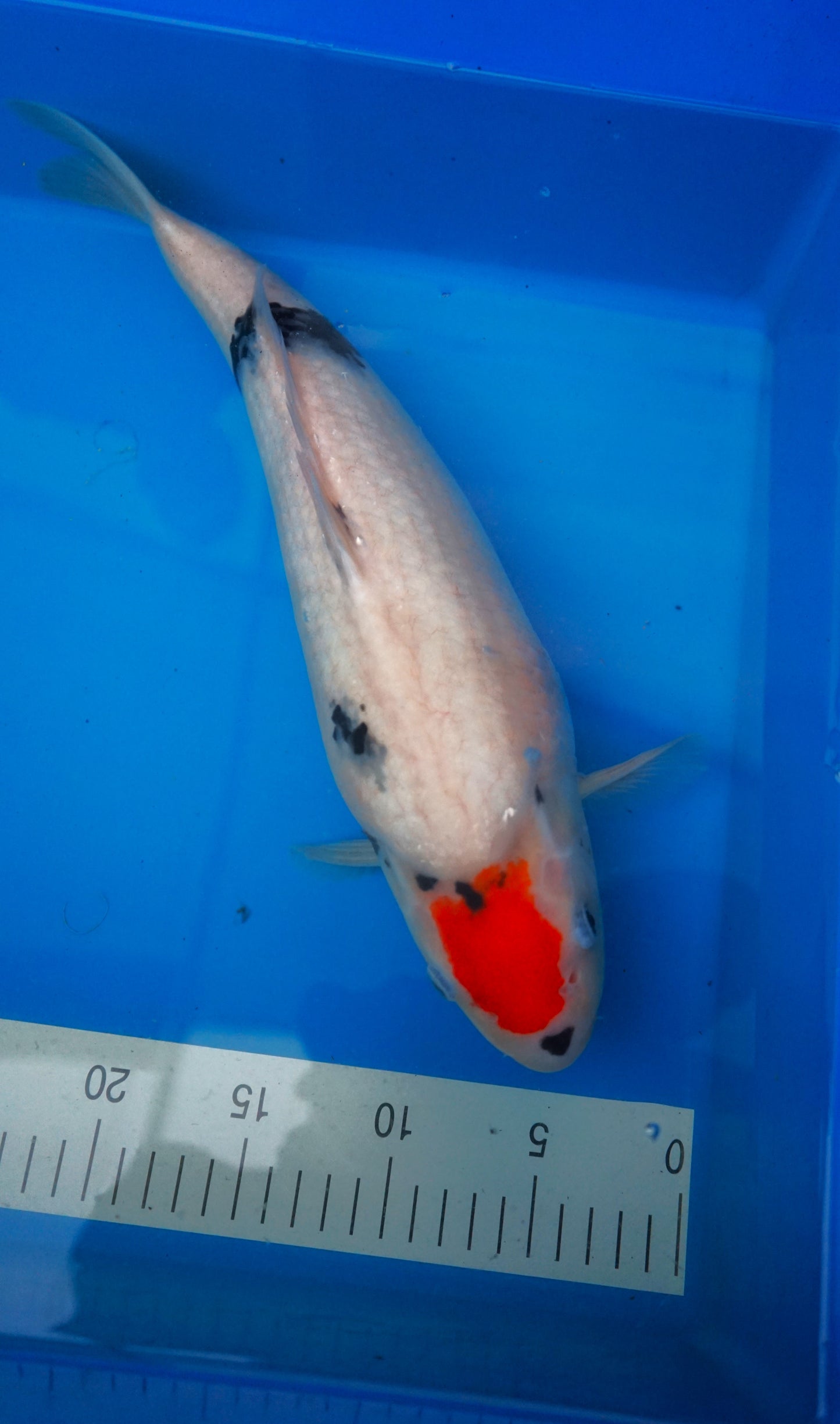 Tancho Showa 42cm
