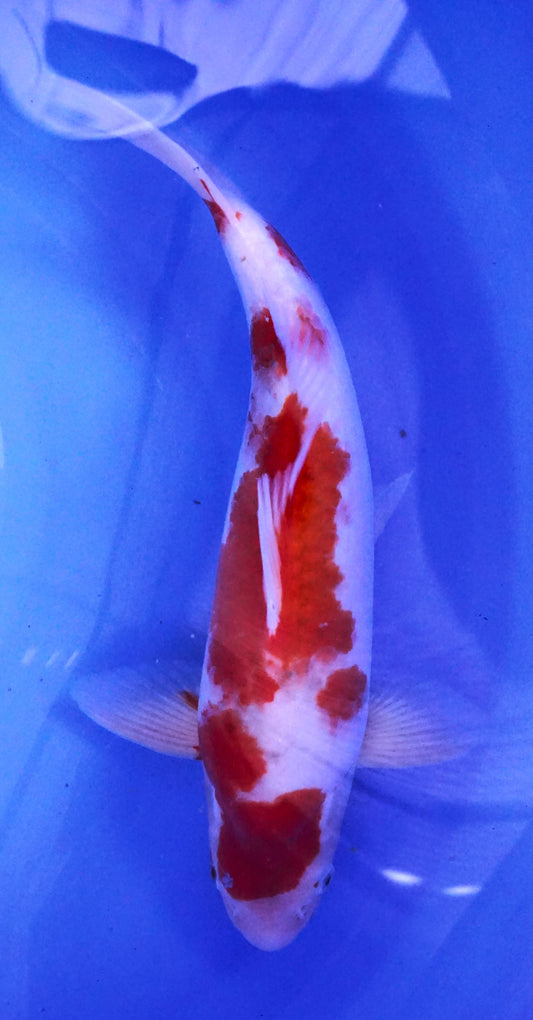 Ai Goromo 37cm