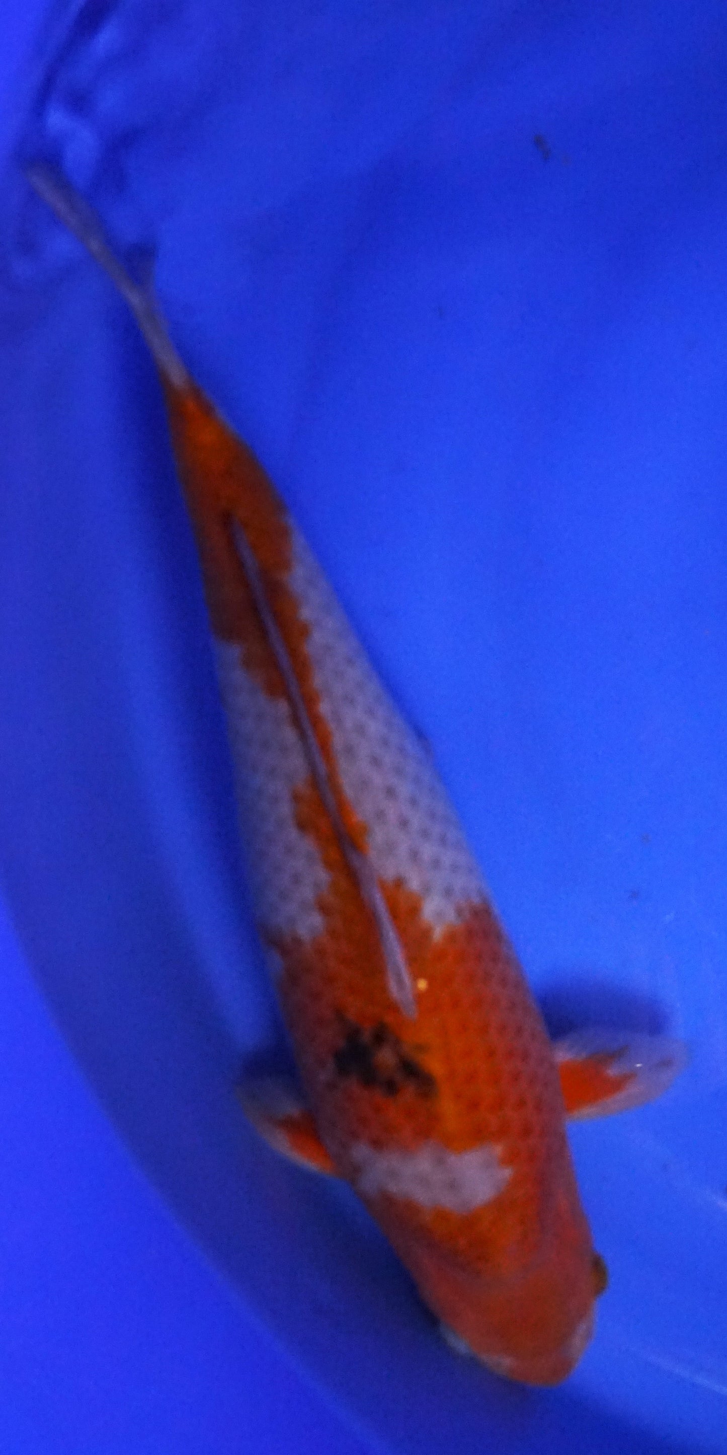 Ochiba 41cm