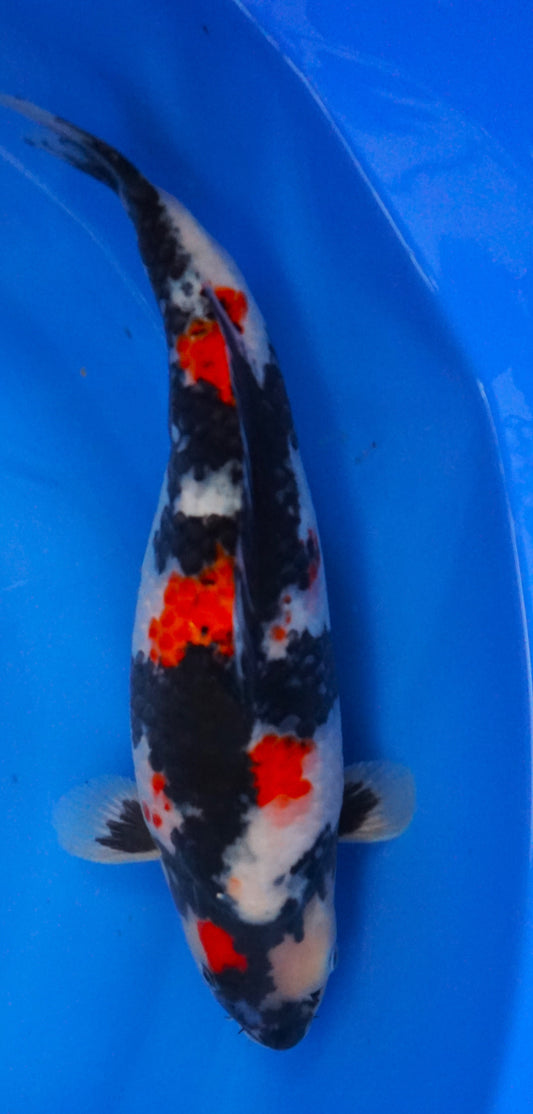 Showa 36cm