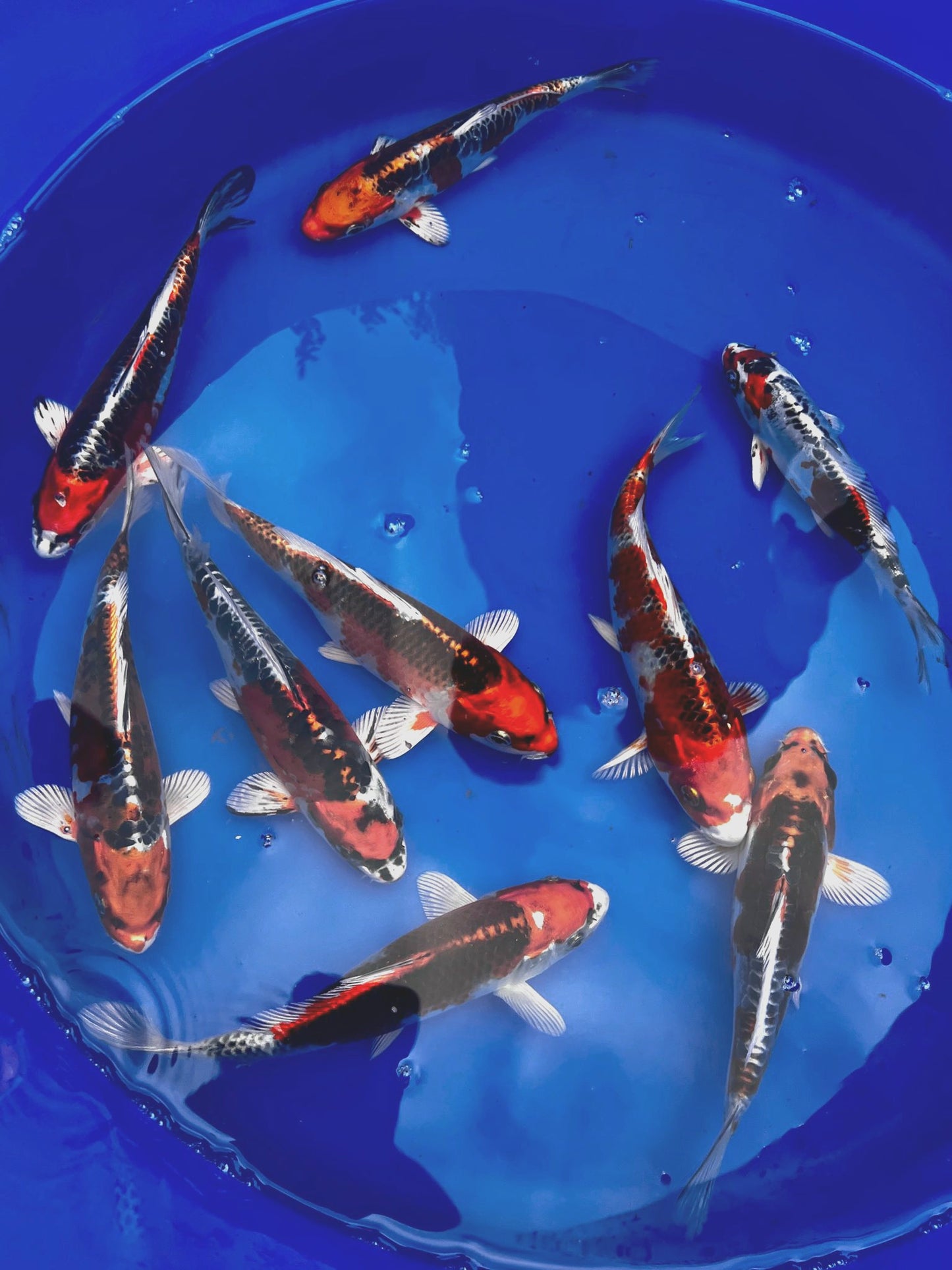 Tosai Mix 16-20cm Preis pro koi