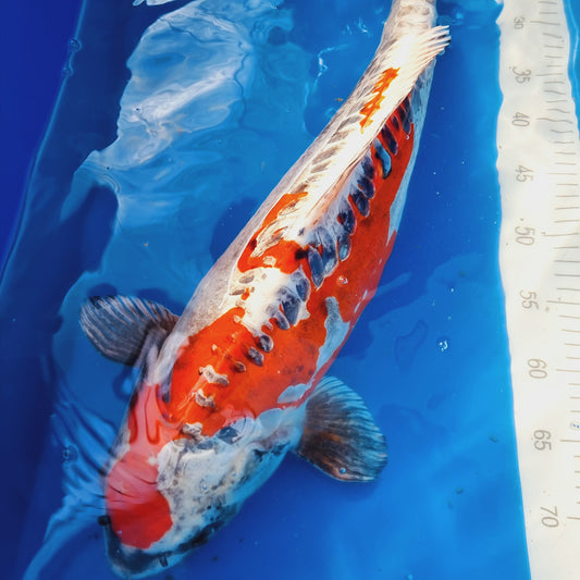Beni Kikokuryu 65cm Yonsai