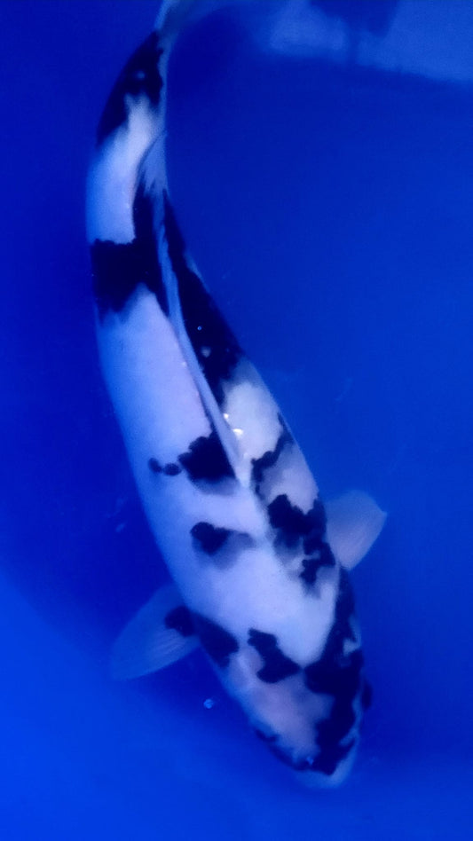 Nisai 5