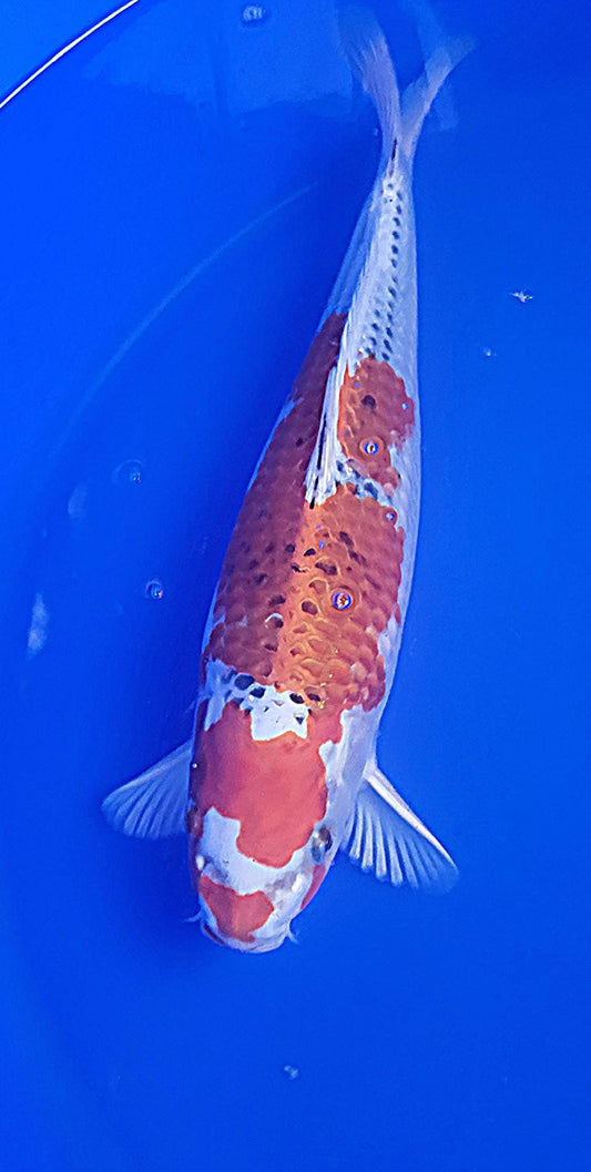 Nisai 10