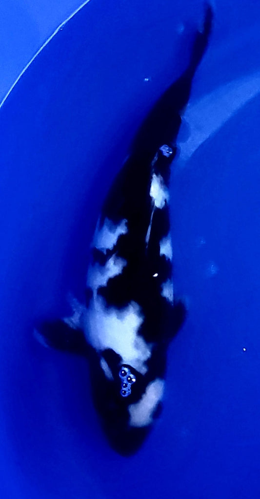 Nisai 19